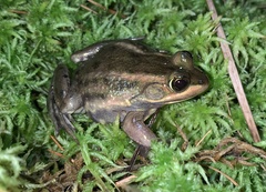Lithobates virgatipes