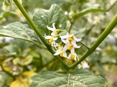 Solanum nigrum