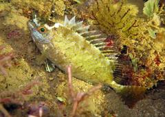 Siganus sutor
