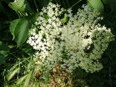 Sambucus nigra