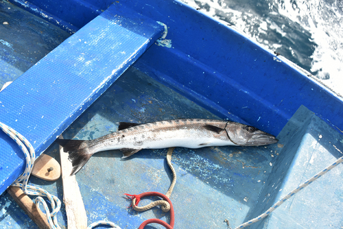 Barracuda