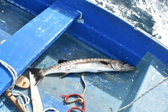 Barracuda
