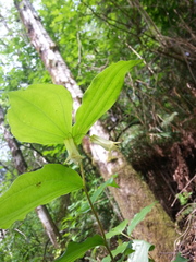 Prosartes smithii