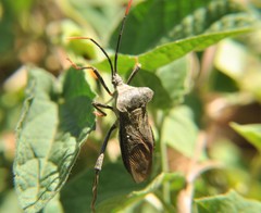 Acanthocephala alata
