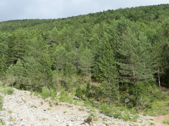 Pinus uncinata
