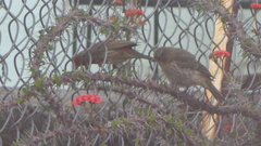 Haemorhous mexicanus