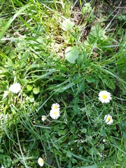 Bellis perennis