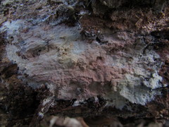 Hyphoderma roseocremeum