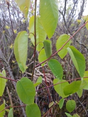 Amelanchier laevis