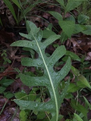 Silphium laciniatum