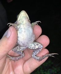 Lithobates virgatipes