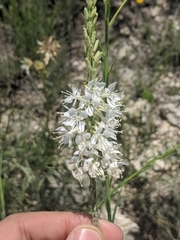 Oenothera glaucifolia