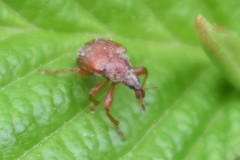 Himatolabus pubescens