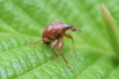 Himatolabus pubescens
