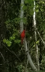 Cardinalis cardinalis