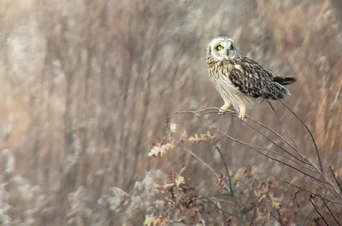 Short-eared Owl photographed in South Carolina