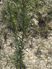 Oenothera glaucifolia