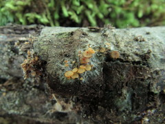 Arachnopeziza aurelia