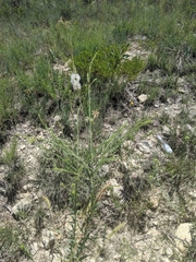 Oenothera glaucifolia