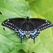 Eastern Black Swallowtail - Photo (c) Heather Pickard, some rights reserved (CC BY-NC), uploaded by Heather Pickard