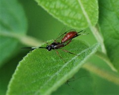 Ischnus inquisitorius