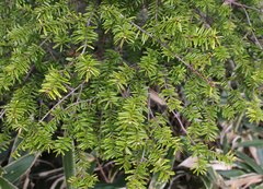 Tsuga diversifolia