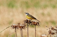Motacilla flava iberiae
