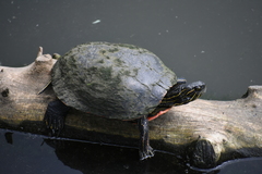 Chrysemys picta bellii