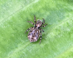 Pseudeuophrys erratica