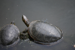 Chrysemys picta bellii