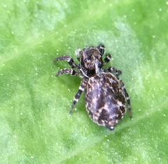 Pseudeuophrys erratica