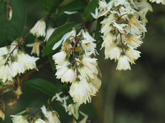 Deutzia pulchra