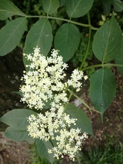 Sambucus nigra