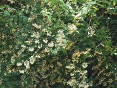 Deutzia pulchra