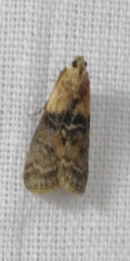 Sciota rhenella