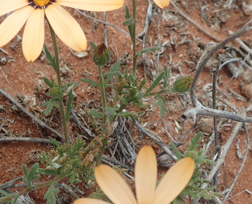 Image of Dimorphotheca pinnata by (c) Nicola van Berkel, some rights reserved (CC BY-SA)