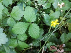 Potentilla indica