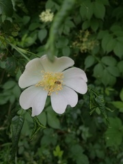 Rosa canina