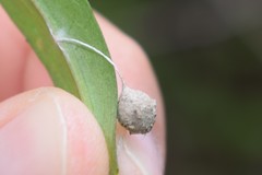Liocranidae