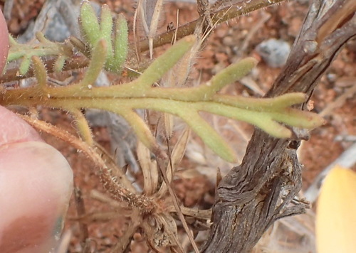 Image of Dimorphotheca pinnata by (c) Nicola van Berkel, some rights reserved (CC BY-SA)