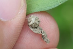 Liocranidae