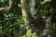 Araeococcus flagellifolius