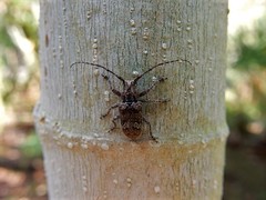 Prosoplus bankii