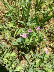 Geranium molle