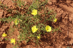 Oenothera serrulata