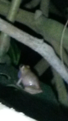 Eleutherodactylus eileenae