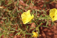 Oenothera serrulata