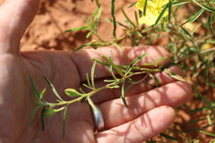 Oenothera serrulata