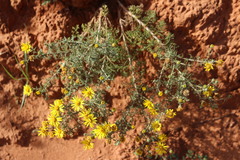 Oenothera serrulata