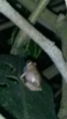 Eleutherodactylus eileenae